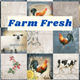 Farm Fresh by Audrey Jeanne Roberts for PB